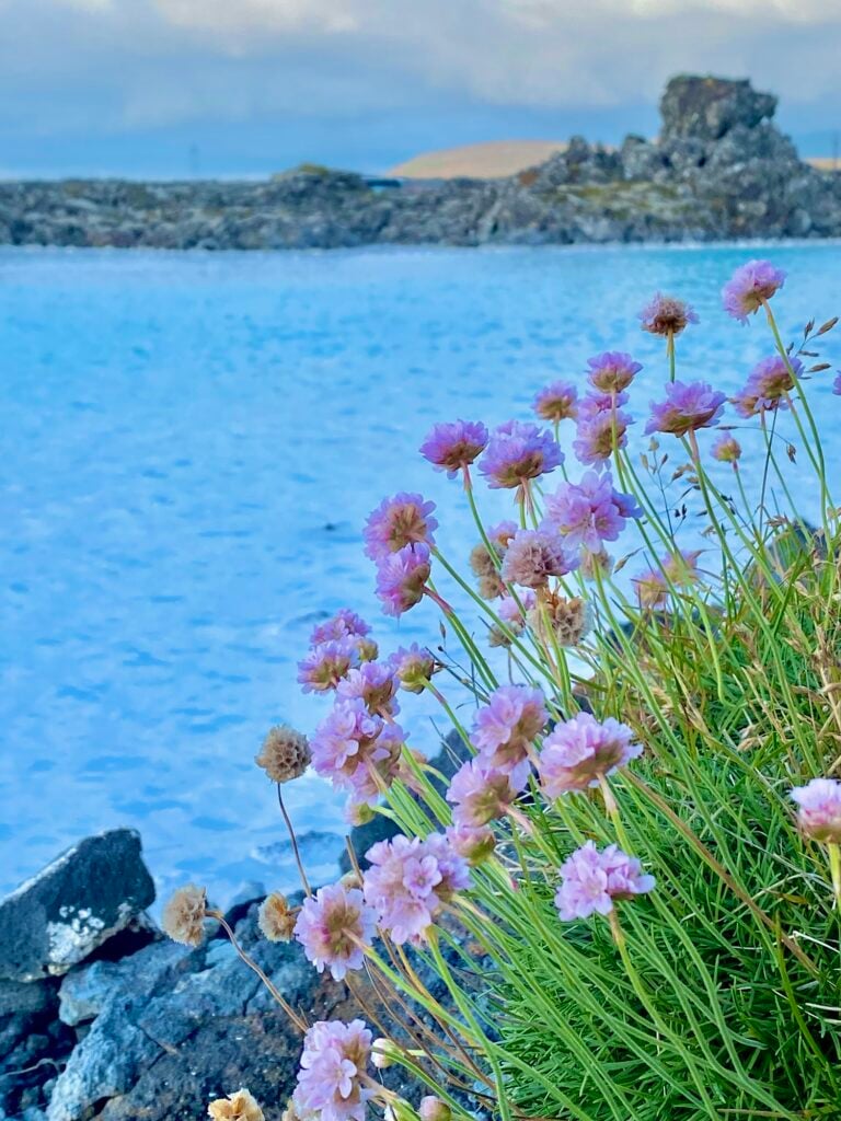 Pink wildflowers growing beside the blue water of the Blue Lagoon